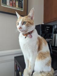 Lost Female Cat last seen 59th St and El Cajon Blvd, San Diego, California, 92115, San Diego, CA 92115