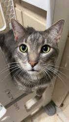 Lost Male Cat last seen Hasty Fire Department , Thomasville, NC 27360