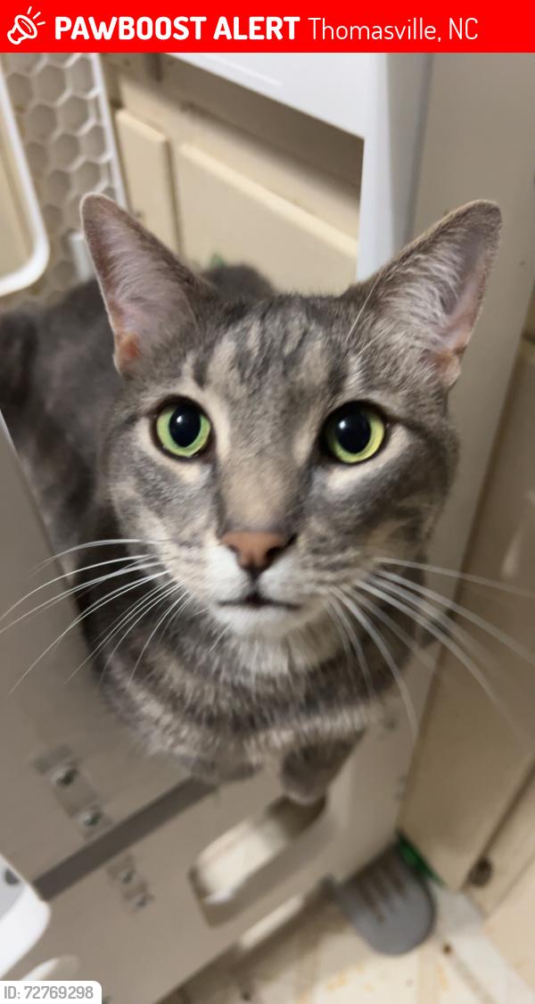 Lost Male Cat last seen Hasty Fire Department , Thomasville, NC 27360