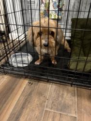 Found/Stray Male Dog last seen Peek Rd/Westheimer , Katy, TX 77494