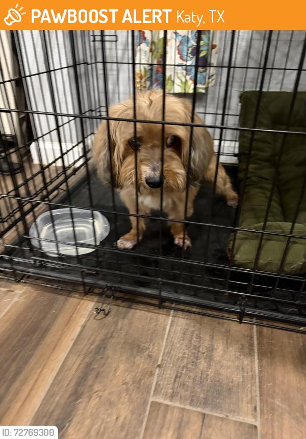 Found/Stray Male Dog last seen Peek Rd/Westheimer , Katy, TX 77494