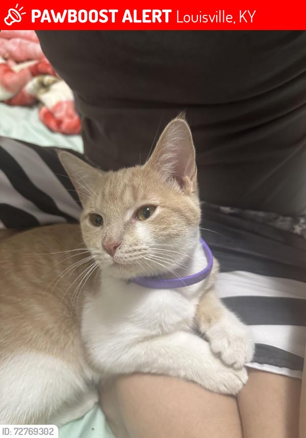Lost Male Cat last seen Arling avenue, Louisville, KY 40215