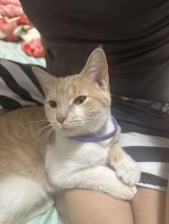 Lost Male Cat last seen Arling avenue, Louisville, KY 40215