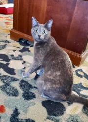 Lost Female Cat last seen Royal Lane , Commerce, TX 75428