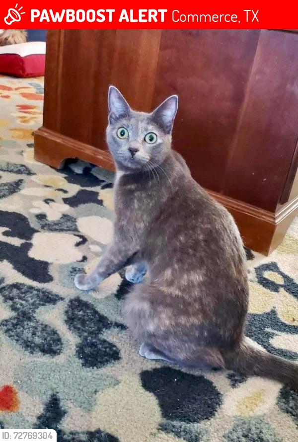 Lost Female Cat last seen Royal Lane , Commerce, TX 75428