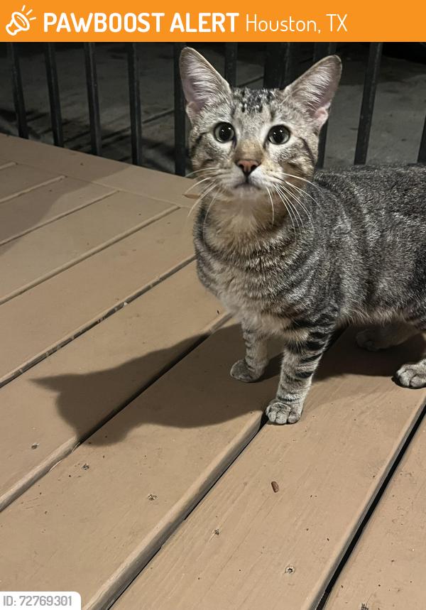 Found/Stray Male Cat last seen Laurelfield Dr 77059, Houston, TX 77059
