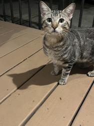 Found/Stray Male Cat last seen Laurelfield Dr 77059, Houston, TX 77059