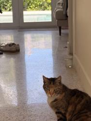 Lost Female Cat last seen SW 93RD PL, Miami, FL 33174