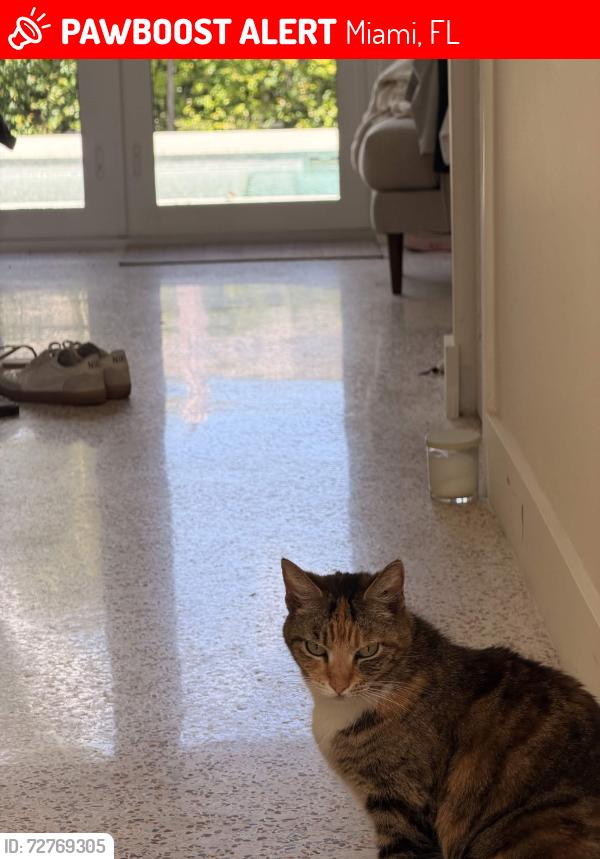Lost Female Cat last seen SW 93RD PL, Miami, FL 33174