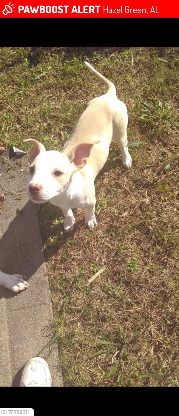 Lost Female Dog last seen Joe quick , Hazel Green, AL 35750