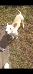 Lost Female Dog last seen Joe quick , Hazel Green, AL 35750