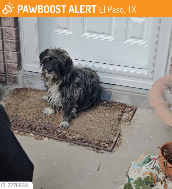 Found/Stray Unknown Dog last seen Montwood and Lee , El Paso, TX 79936