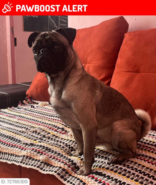 Lost Male Dog last seen Corona del rosal 80 Adolfo López Mateos, Ciudad de México, CDMX 15670