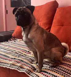 Lost Male Dog last seen Corona del rosal 80 Adolfo López Mateos, Ciudad de México, CDMX 15670