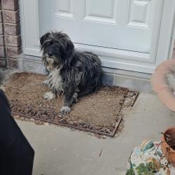 Found/Stray Unknown Dog last seen Montwood and Lee , El Paso, TX 79936