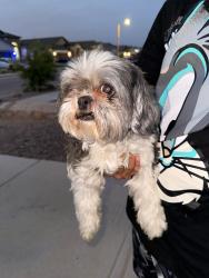 Found/Stray Female Dog last seen Tierra fortaleza , El Paso, TX 79938