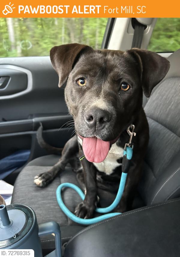 Found/Stray Female Dog last seen Near food lion on 160, Fort Mill, SC 29715