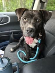 Found/Stray Female Dog last seen Near food lion on 160, Fort Mill, SC 29715