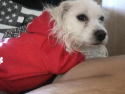 Lost Female Dog last seen Joliet Spanish Center, Joliet, IL 60433