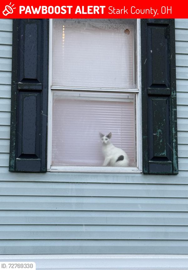 Lost Female Cat last seen beth trailer park , Stark County, OH 44662