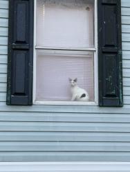 Lost Female Cat last seen beth trailer park , Stark County, OH 44662