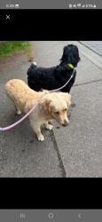 Lost Male Dog last seen Ne 196th st and 15th ave ne, Shoreline, WA 98155