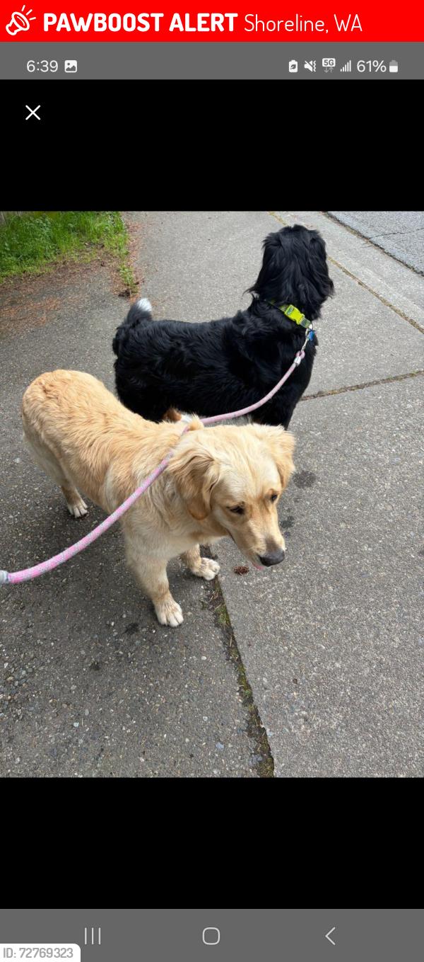 Lost Male Dog last seen Ne 196th st and 15th ave ne, Shoreline, WA 98155