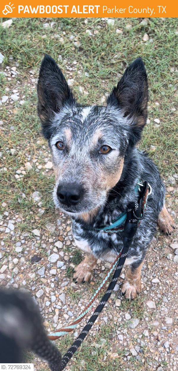 Found/Stray Male Dog last seen Dobbs Valley Rd , Parker County, TX 76066