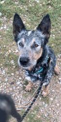Found/Stray Male Dog last seen Dobbs Valley Rd , Parker County, TX 76066