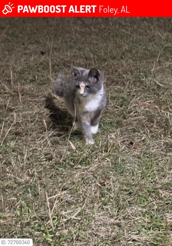 Lost Female Cat last seen woodland ave, Foley, AL 36535