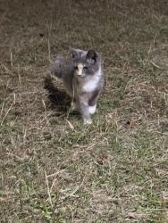 Lost Female Cat last seen woodland ave, Foley, AL 36535