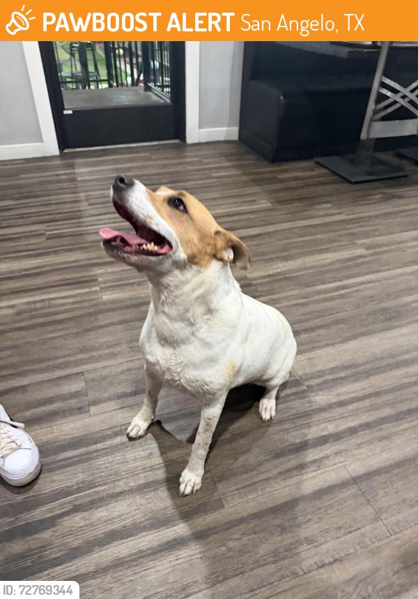 Found/Stray Female Dog last seen sports next level, San Angelo, TX 76904
