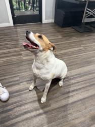 Found/Stray Female Dog last seen sports next level, San Angelo, TX 76904