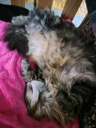 Lost Female Cat last seen Terrace rd. And ione ave., Spring Lake Park, MN 55432