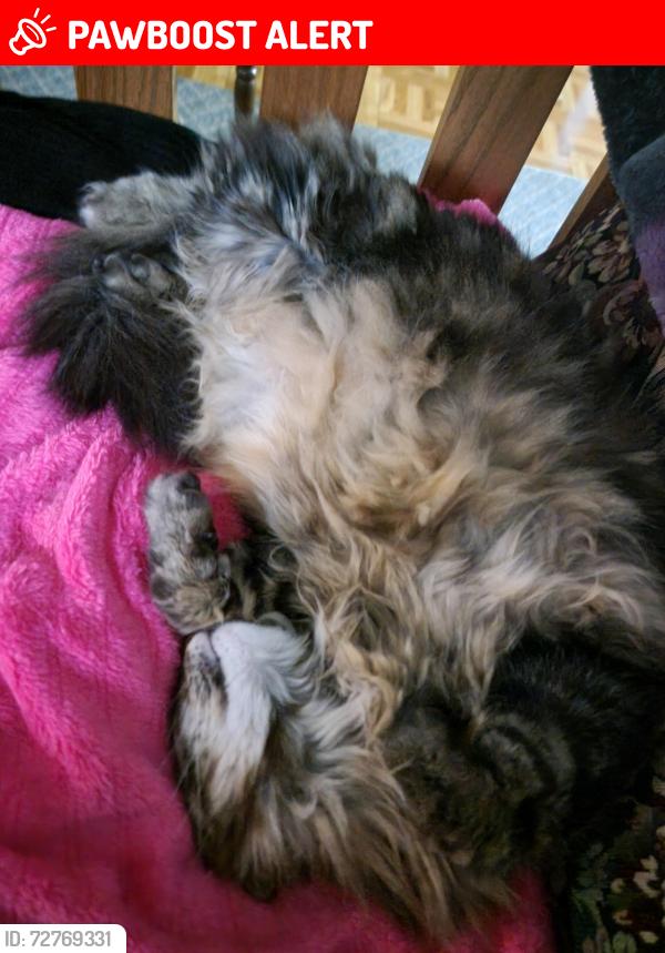 Lost Female Cat last seen Terrace rd. And ione ave., Spring Lake Park, MN 55432