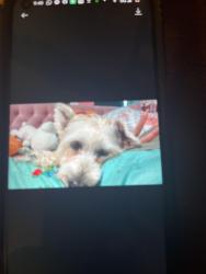 Lost Female Dog last seen Veterans, San Juan, TX 78589
