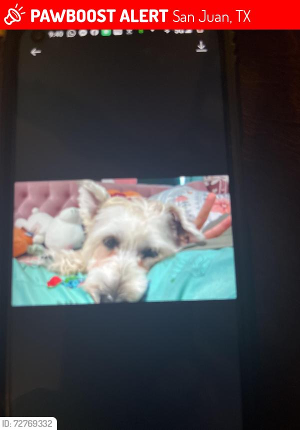 Lost Female Dog last seen Veterans, San Juan, TX 78589