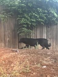 Found/Stray Unknown Dog last seen Antelope ranch apmts , North Highlands, CA 95660
