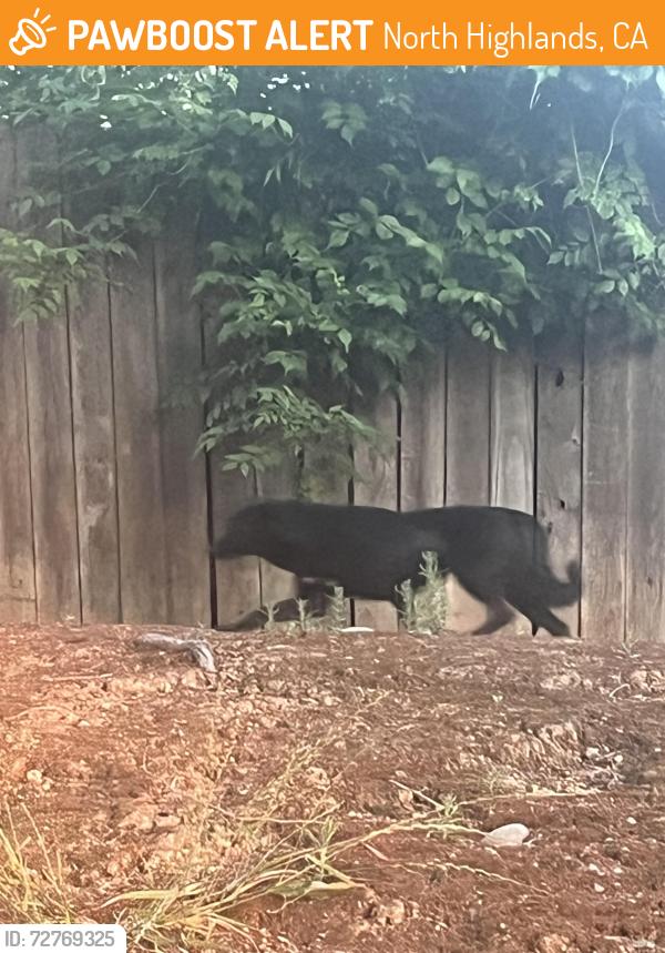 Found/Stray Unknown Dog last seen Antelope ranch apmts , North Highlands, CA 95660