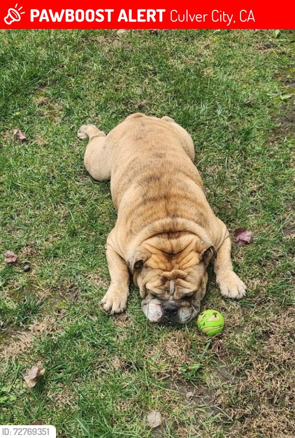 Lost Male Dog last seen Near Inglewood bl, Culver City, CA 90230