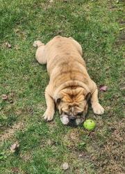 Lost Male Dog last seen Near Inglewood bl, Culver City, CA 90230
