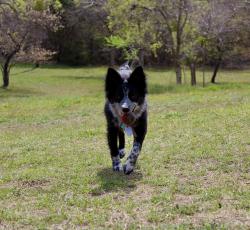 Lost Female Dog last seen Hall Road, near dollar general, Weatherford, TX 76088