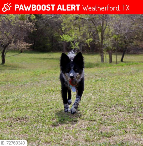 Lost Female Dog last seen Hall Road, near dollar general, Weatherford, TX 76088