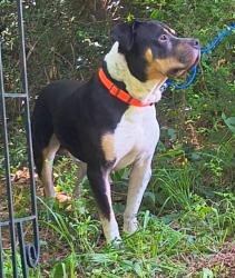 Lost Male Dog last seen Kroger moreland ave, Atlanta, GA 30312