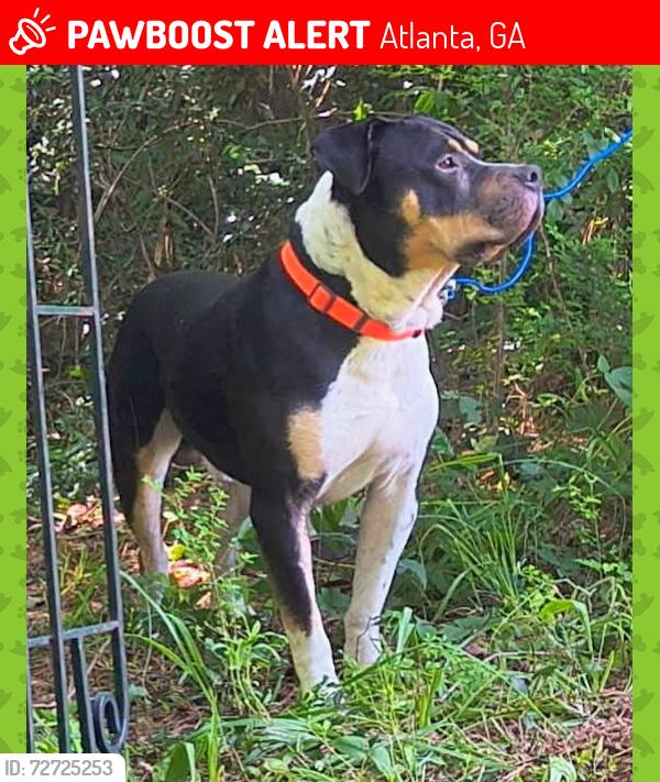 Lost Male Dog last seen Kroger moreland ave, Atlanta, GA 30312
