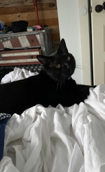 Lost Male Cat last seen Pilot/ McDonald's , Brunswick, GA 31523