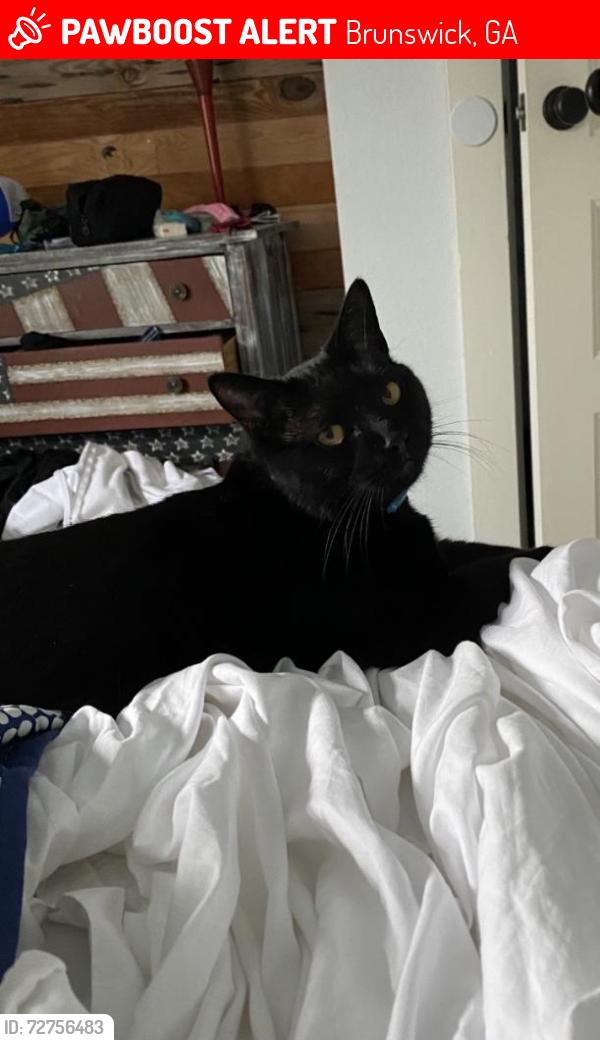 Lost Male Cat last seen Pilot/ McDonald's , Brunswick, GA 31523