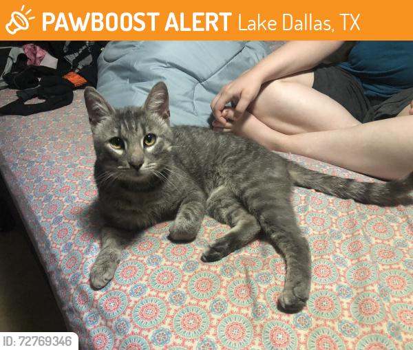 Found/Stray Male Cat last seen Thousand Oaks neighborhood, Lake Dallas, TX 75065