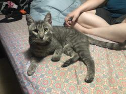 Found/Stray Male Cat last seen Thousand Oaks neighborhood, Lake Dallas, TX 75065