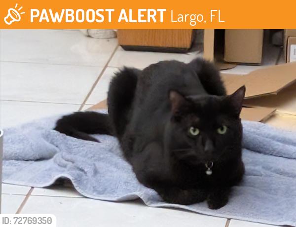 Found/Stray Male Cat last seen Montara Drive, Largo, FL 33773
